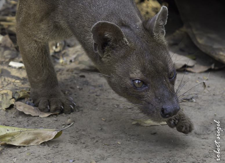 fossa